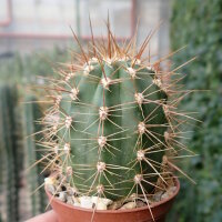 Trichocereus pasacana