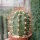 Trichocereus pasacana