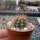 Trichocereus pasacana