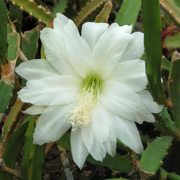 Heliocereus speciosus v. amecamensis Blüte weiß / white