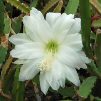 Heliocereus speciosus v. amecamensis Blüte...