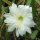 Heliocereus speciosus v. amecamensis Blüte weiß / white