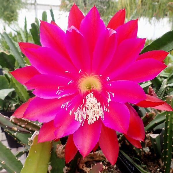 Heliocereus speciosus-Hybr. Rote Königin