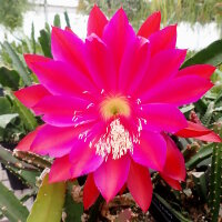 Heliocereus speciosus-Hybr. Rote Königin