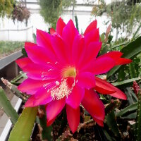 Heliocereus speciosus-Hybr. Rote Königin