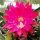 Heliocereus speciosus-Hybr. Rote Königin