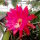 Heliocereus speciosus-Hybr. Rote Königin