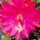 Heliocereus speciosus-Hybr. Rote Königin