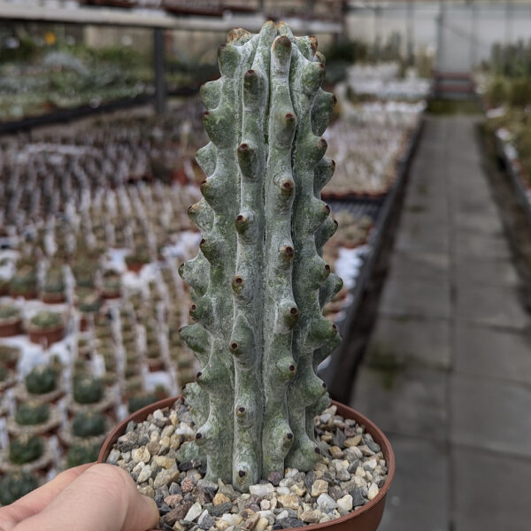 Hertrichocereus beneckei
