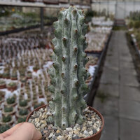Hertrichocereus beneckei