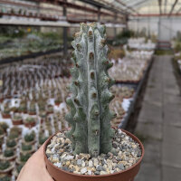 Hertrichocereus beneckei