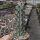 Hertrichocereus beneckei