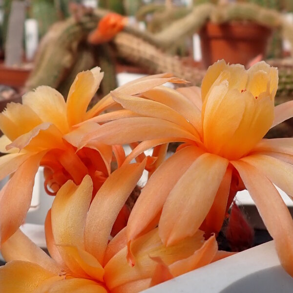 Hildewintera aureispina-Hybr. Humkes Kränzchen