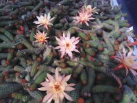 Hildewintera aureispina-Hybr. Humkes Kränzchen