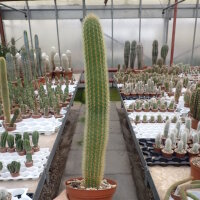 Hildewintera aureispina WK 262