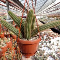 Hildewintera aureispina WK 262