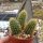 Hildewintera aureispina WK 262