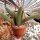Hildewintera aureispina WK 262