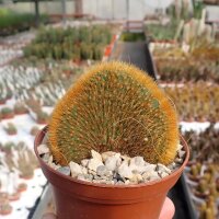Hildewintera aureispina cristata