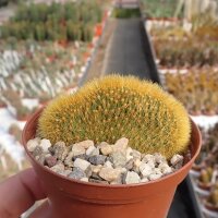 Hildewintera aureispina cristata