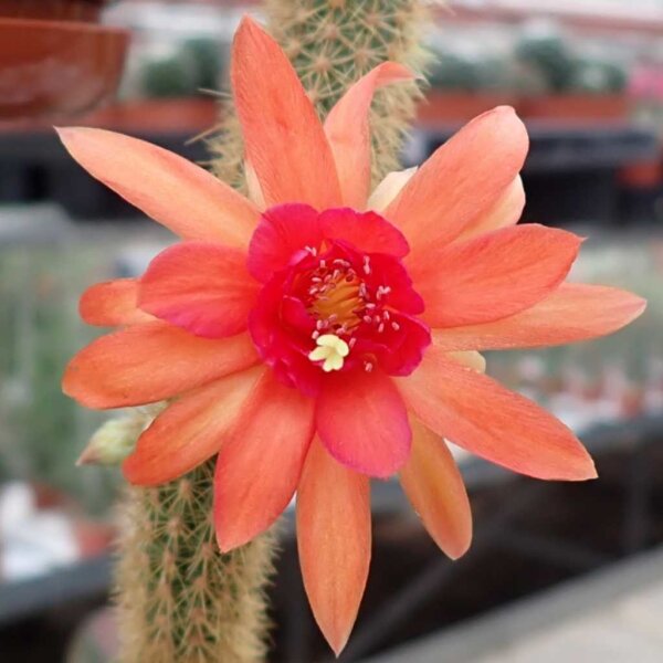 Hildewintera aureispina-Hybr. Helms Neue