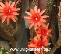 Hildewintera aureispina-Hybr. Helms Neue