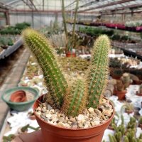 Hildewintera aureispina-Hybr. Helms Neue