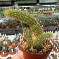 Hildewintera aureispina-Hybr. Helms Neue