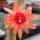 Hildewintera aureispina-Hybr. Helms Neue