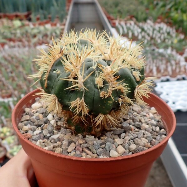 Echinocactus texensis cv. Anayami gepfr.