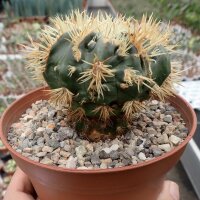 Echinocactus texensis cv. Anayami gepfr.