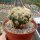 Echinocactus texensis cv. Anayami gepfr.