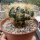 Echinocactus texensis cv. Anayami gepfr.