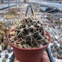 Horridocactus spec. starksprossend