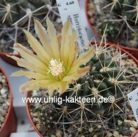 Horridocactus spec. starksprossend
