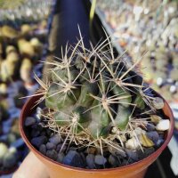 Horridocactus spec. starksprossend