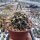 Horridocactus spec. starksprossend