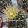 Horridocactus spec. starksprossend