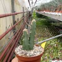 Hylocereus Hybr.