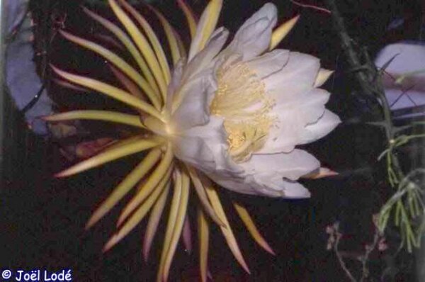 Hylocereus purpusii