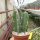 Hylocereus spec. Serra Cipo, Veraneio, Minas Gerais, Brasil