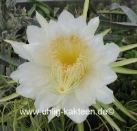 Hylocereus triangularis