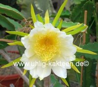 Hylocereus undatus