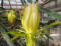 Hylocereus undatus