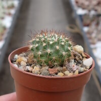 Islaya mollendensis