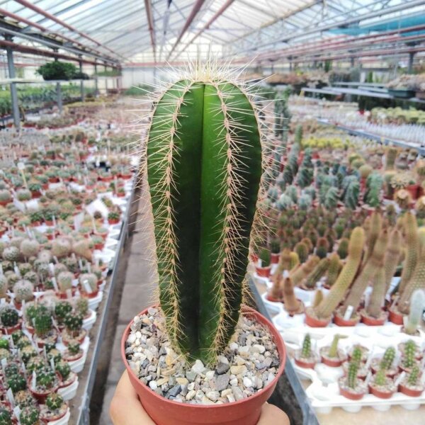 Isolatocereus dumortieri