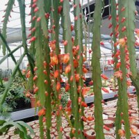 Lepismium asuntopatense