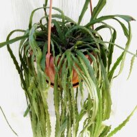 Lepismium asuntopatense