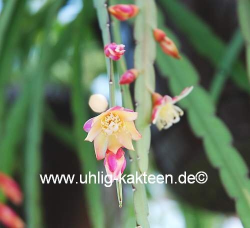 Lepismium bolivianum