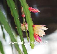 Lepismium bolivianum